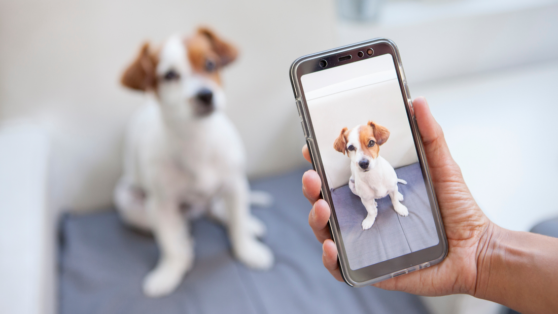 8 Tips for taking the perfect photo of your pet